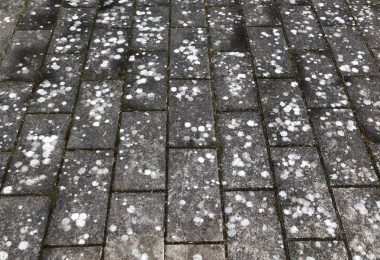 Fliserens og flisepest