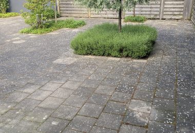 Fliser før professionel rensning af fliser med alger og belægninger